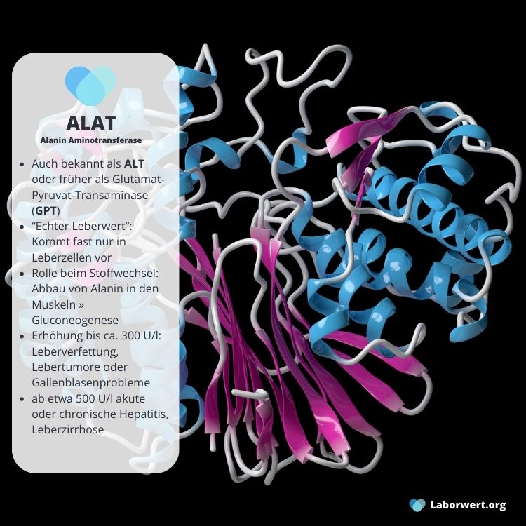 ALAT auch bekannt als ALT oder früher als Glutamat-Pyruvat-Transaminase (GPT)